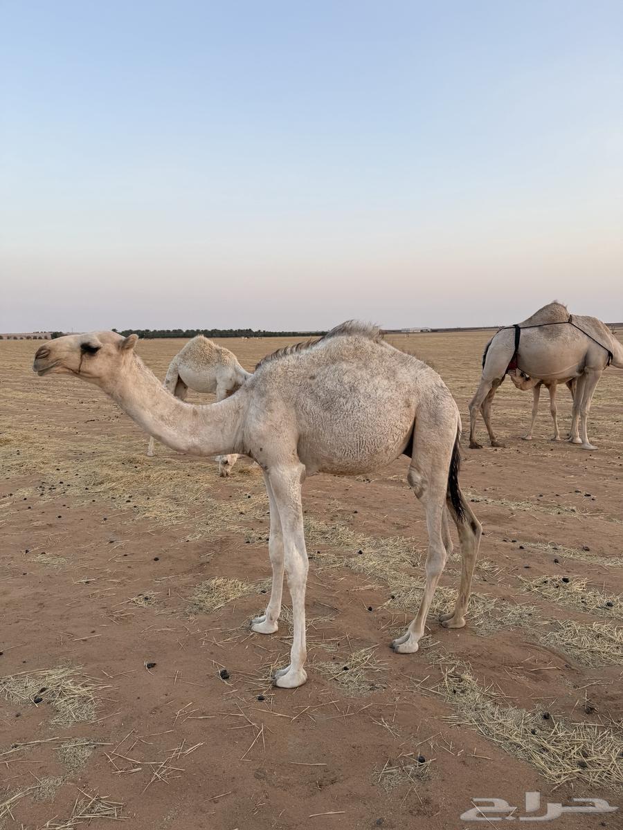 Filling for sale64440628963073114