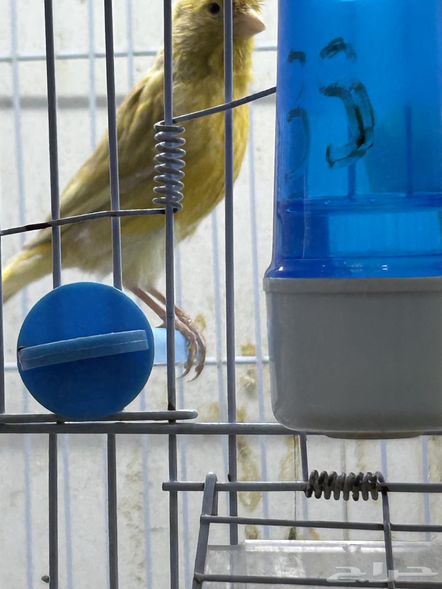 Singing Canary64434863822467114