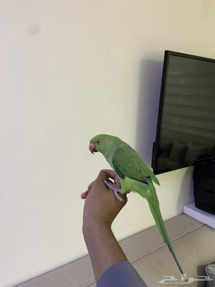 Dera for sale ((Sold))64434128097154110