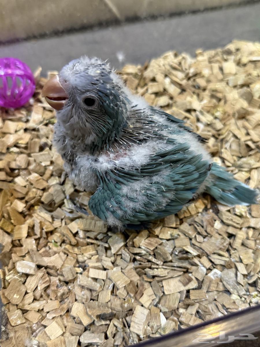 Quaker Chick Ghur (( Sold at the required limit ))64435299478786112