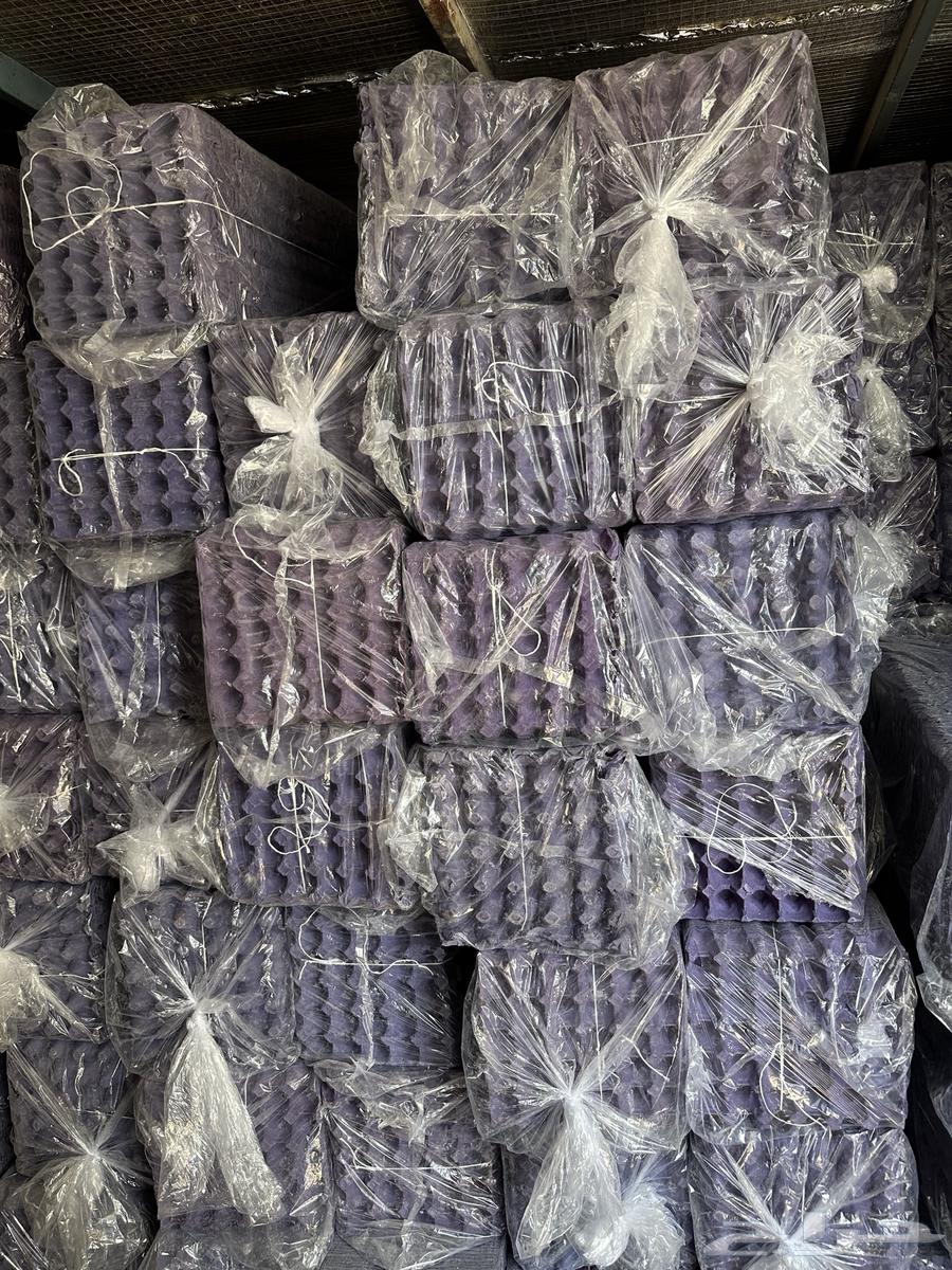 يتوفر اطباق بيض نظيفة جدا64439904231810113