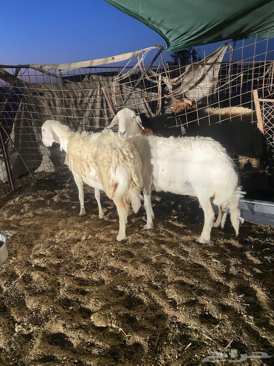 شياه حريات صنف حيل64439815999362111