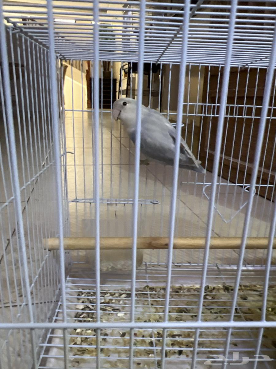 اتوقع انهم جوز روز للبيع ب 25064436964239234112