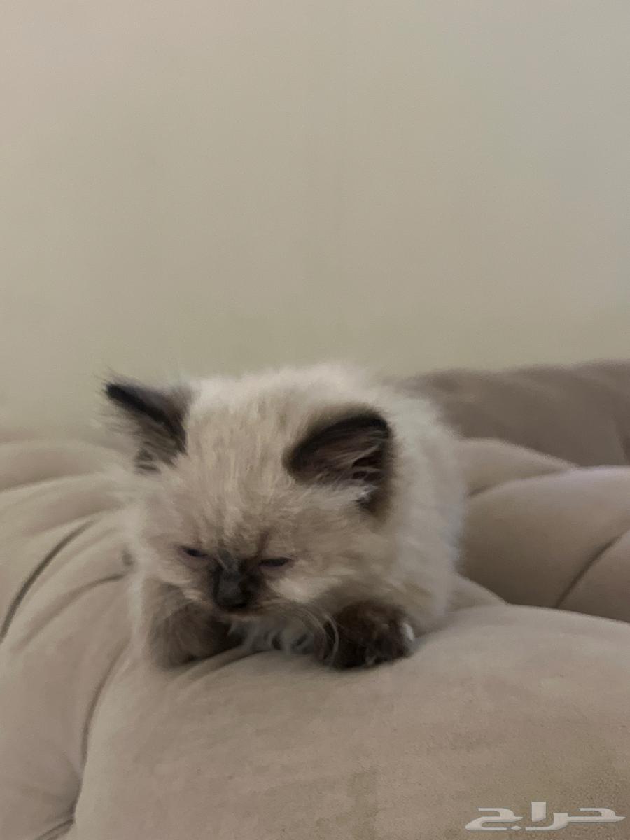 قطط للبيع64438551757442110