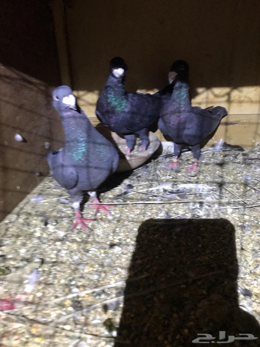 زوج هومر . وفردتين اناثي هومر مستوى توب وزوج لونق فيس64434578444163114