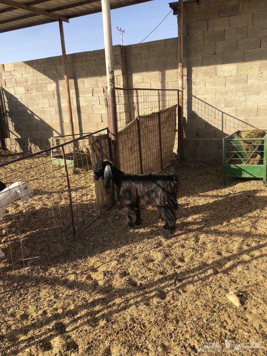 عنز جفرة ثنيه سمين وطيبه تم البيع64435054380291113