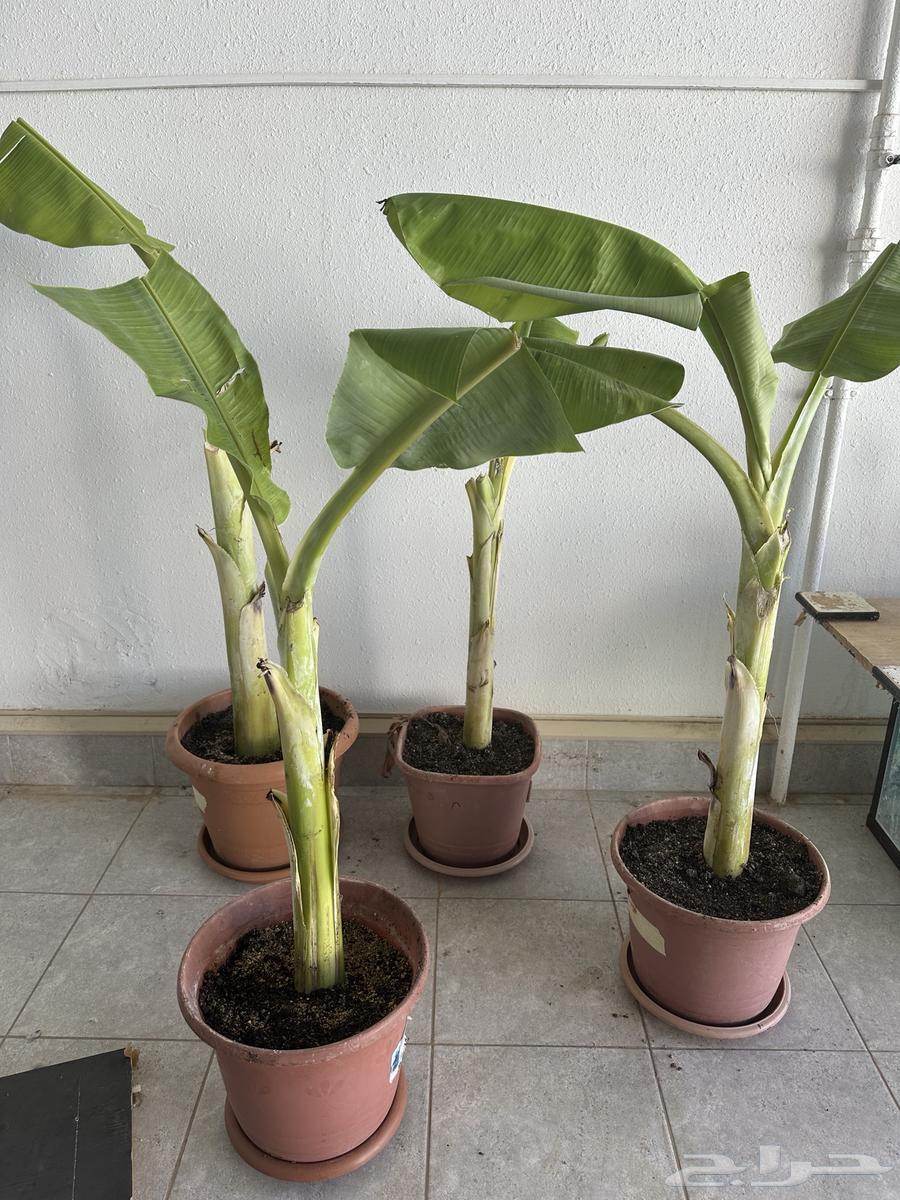 شتلات موز للبيع64437639106946110