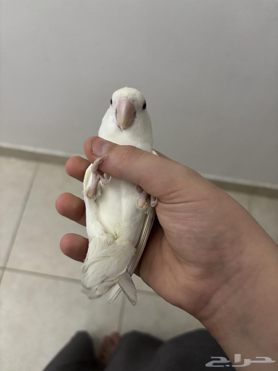 أنثى روز أليفه منتجه هدد داخلي64433673153410113