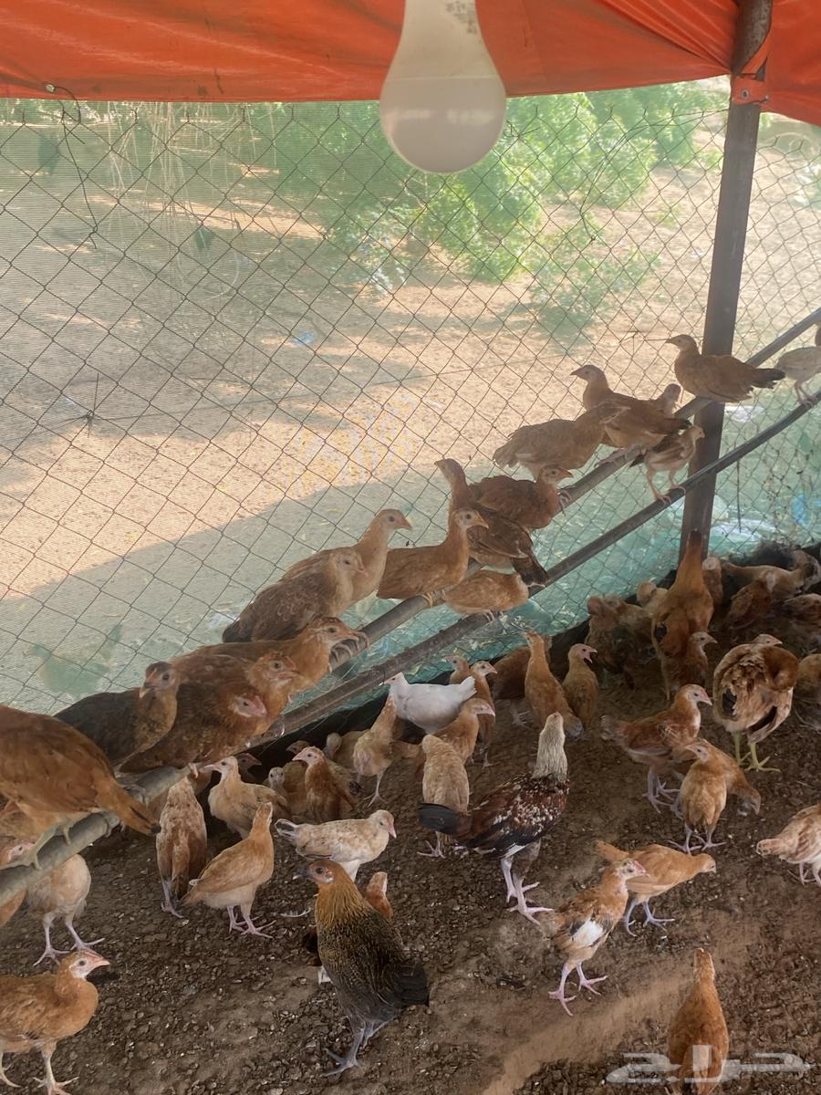 Hello and may the peace, mercy, and blessings of Allah be upon you. I am offering chickens aged one month and twenty days64435341038977112