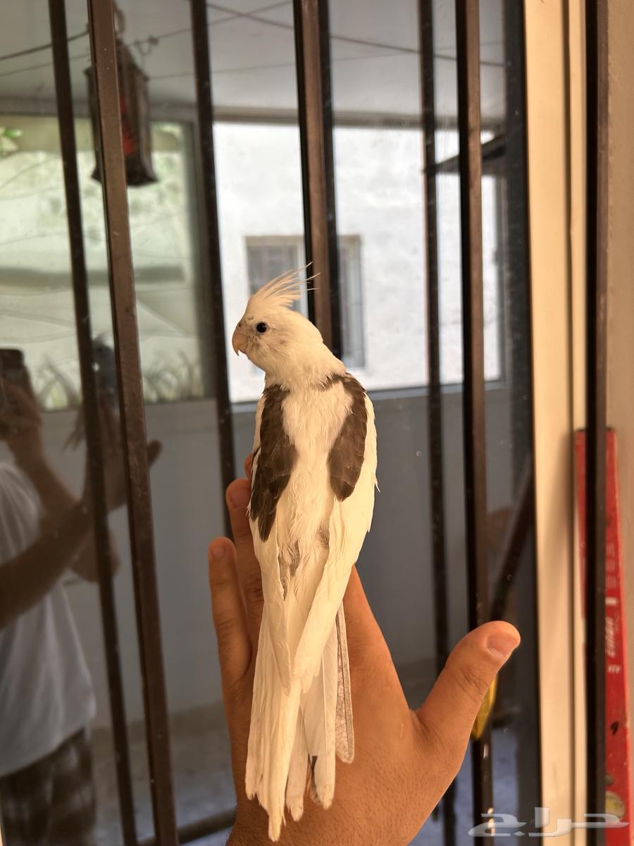 Farkh Crowan Half Bead, affectionate, starting threat and seed cracking64436159470978113