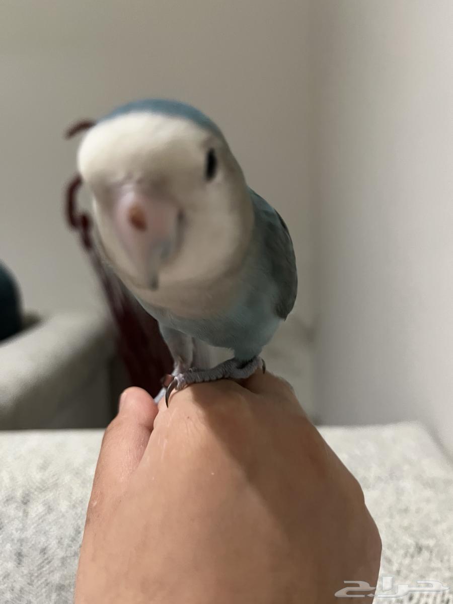 A beautiful, tame bird that dances and talks64434429041411111