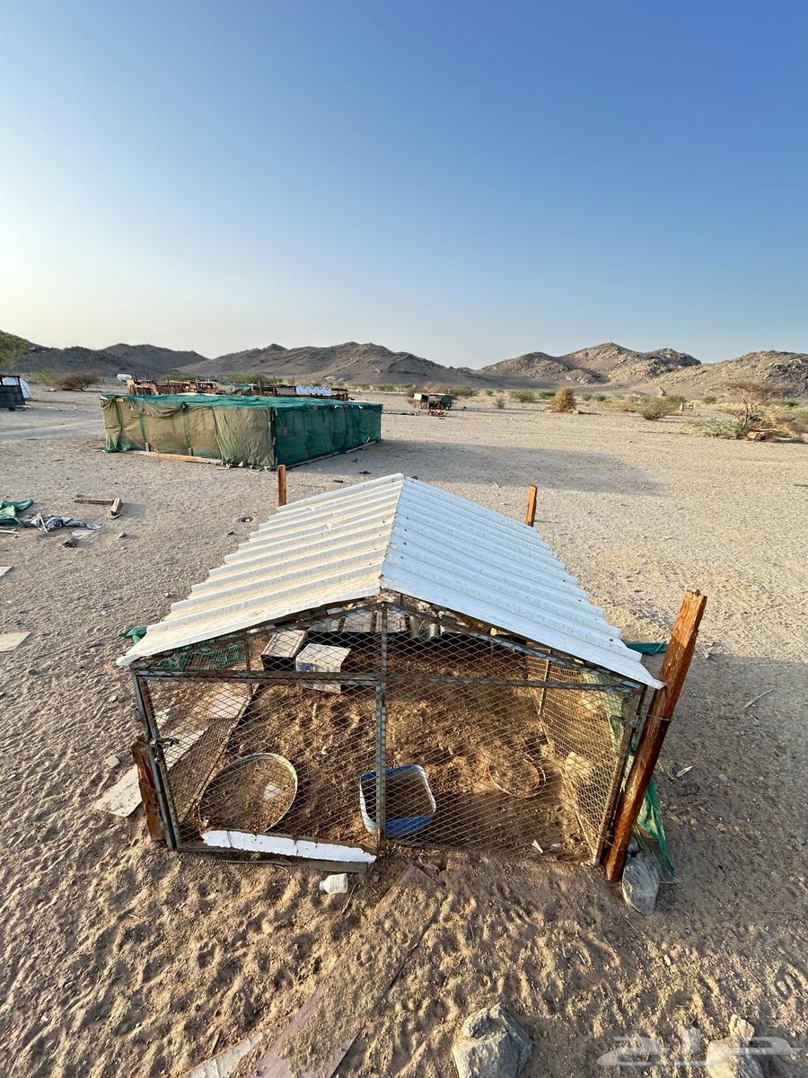 صندقه طيور للبيع64435040608259110