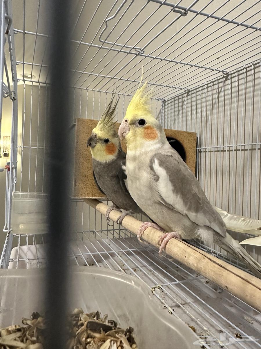 البيع64439664701953111