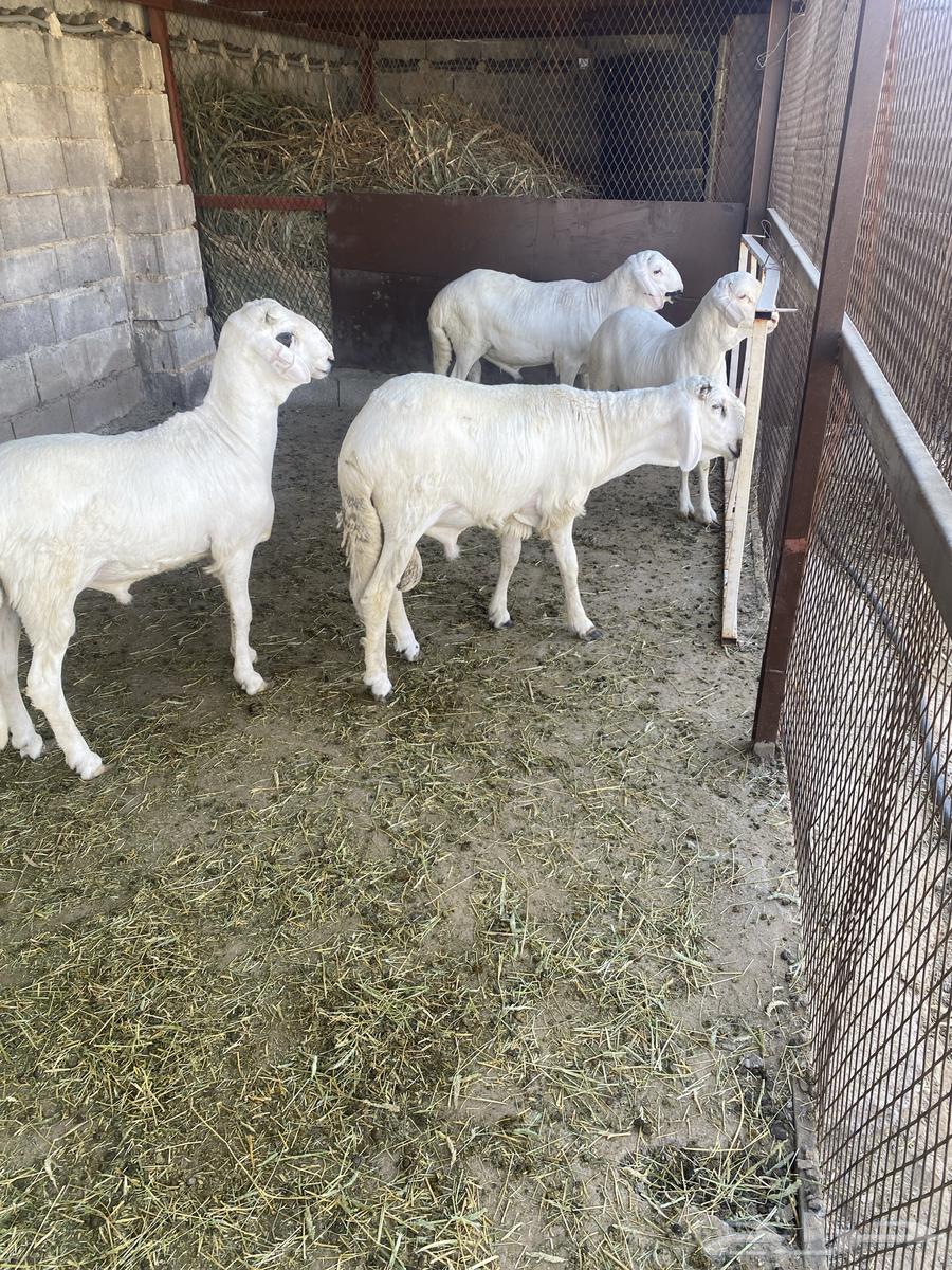 طليان64435409453953111