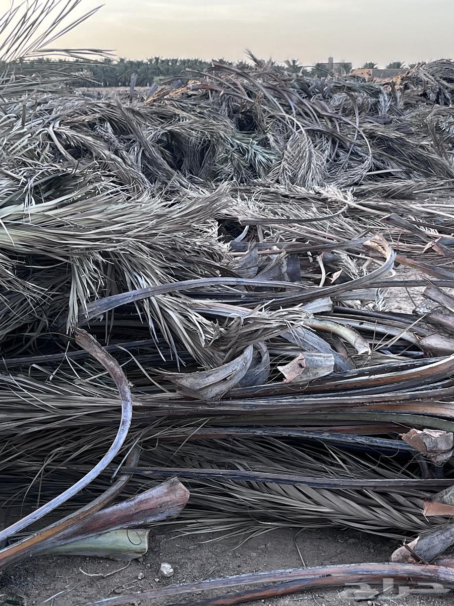 Date Palm Fronds64441800857729113