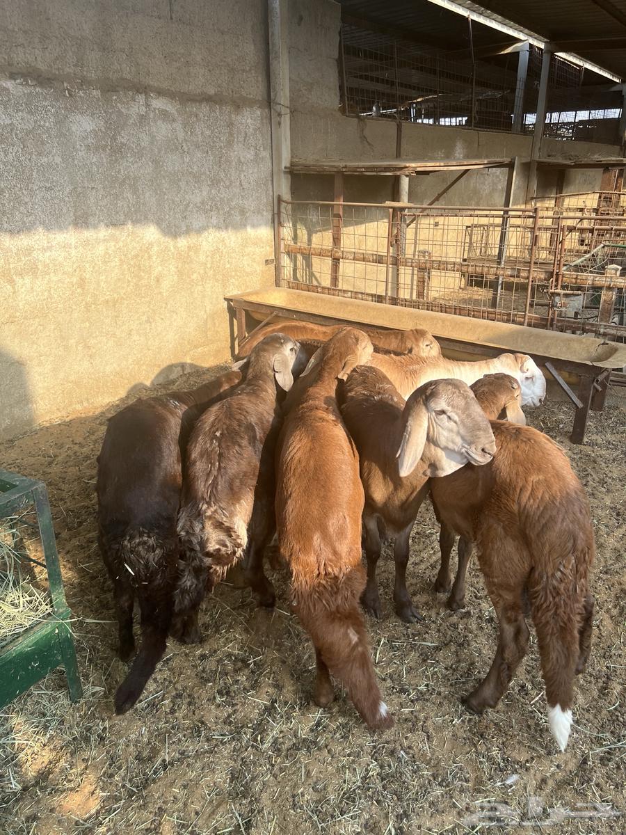 غنم للبيع64438404844546112