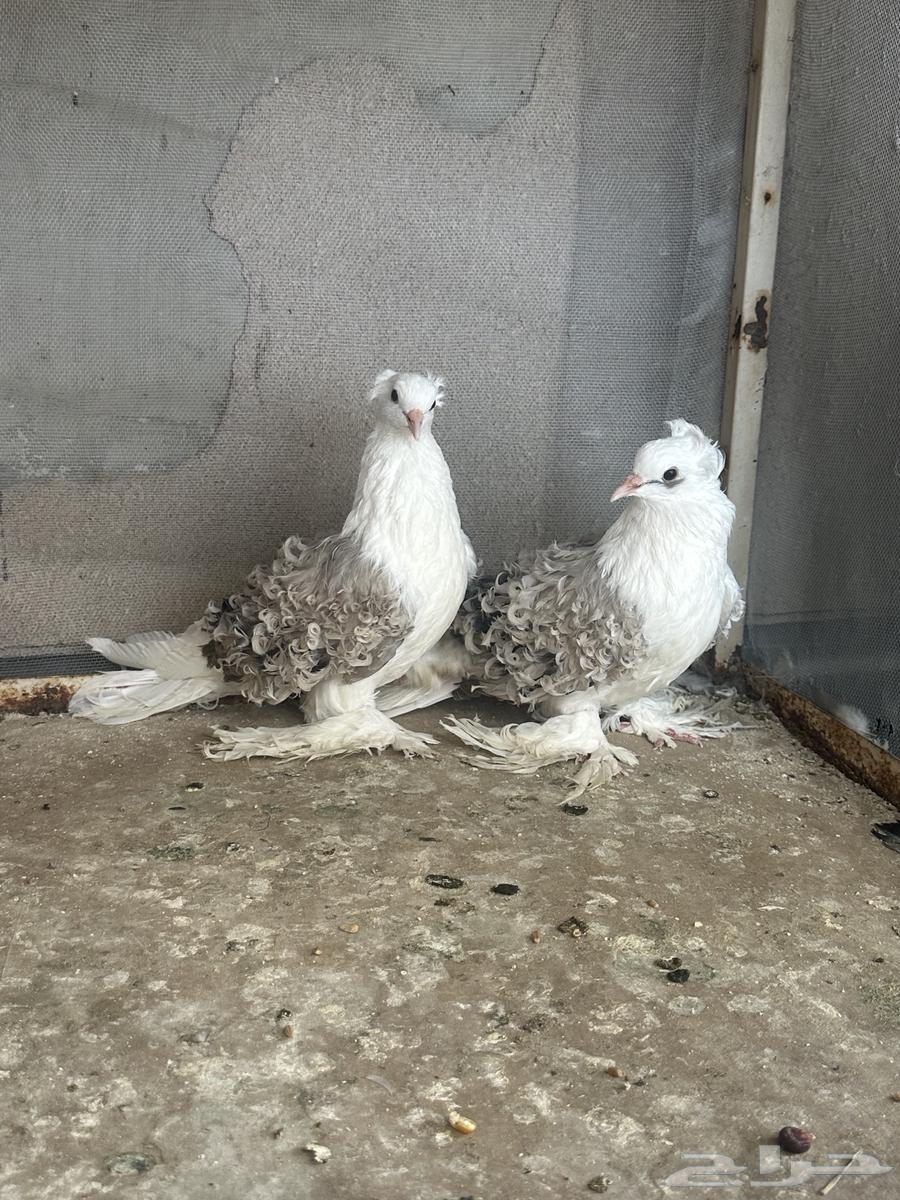 انثتين مفتل للبيع64435463426178110