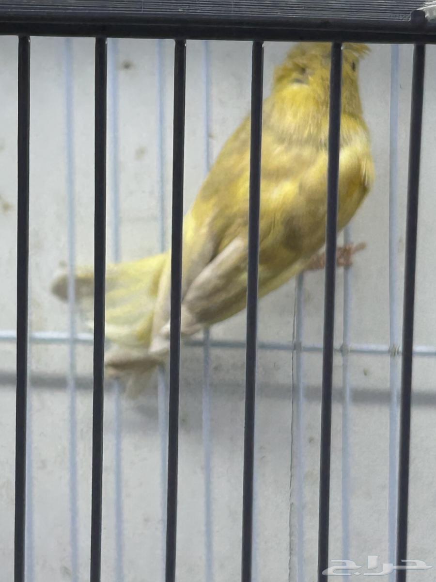 Singing Canary64434863822467111