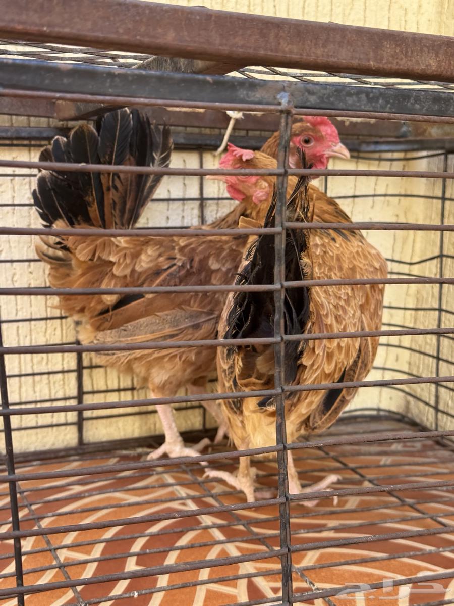 دجاج بلدي للبيع64441336535171110