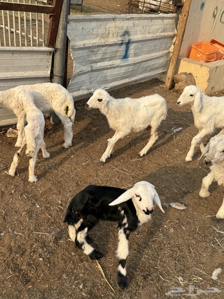 Dawagir64440329068803110