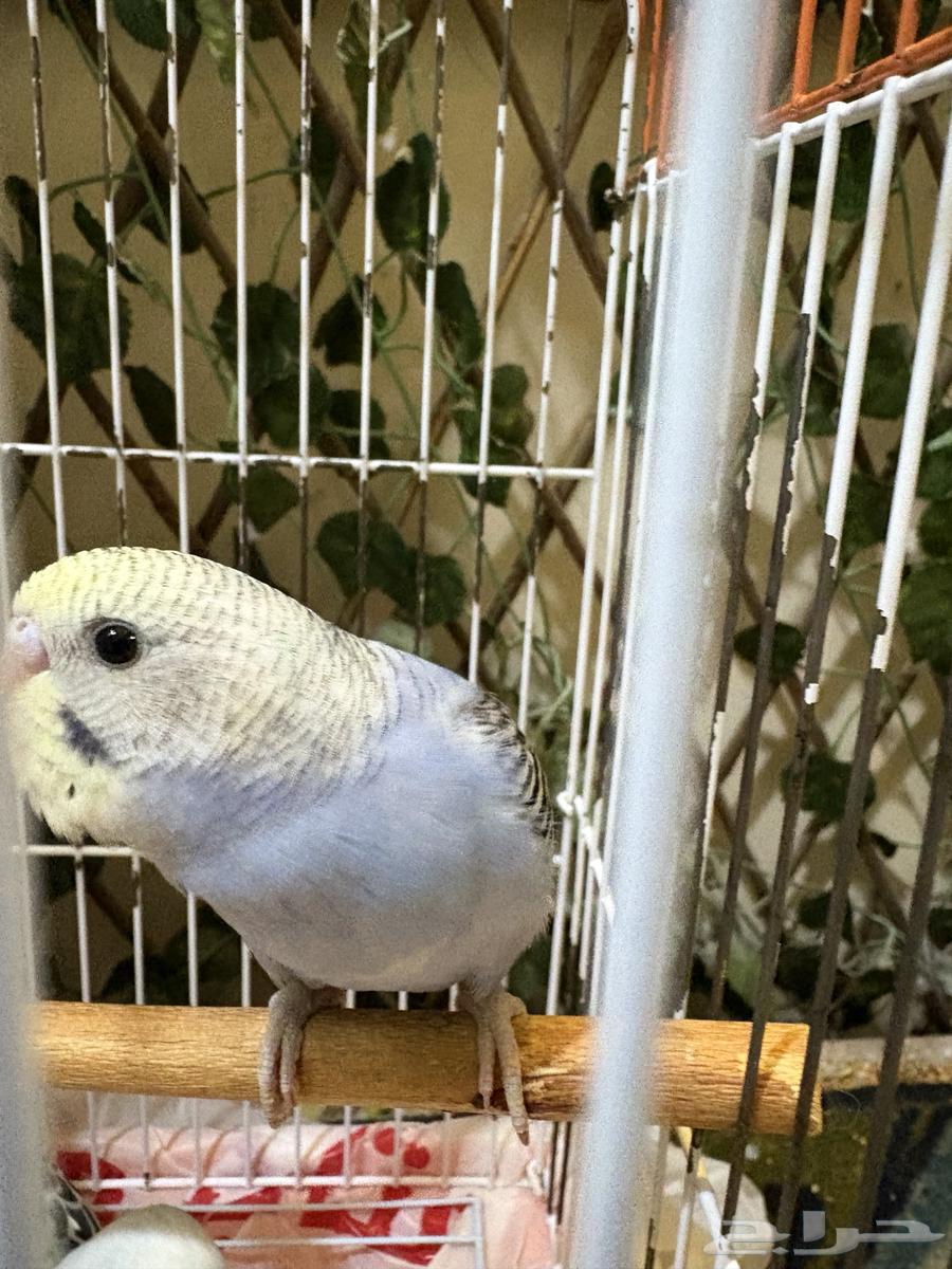 للبيع طيور الحب البادجي64435163792898111