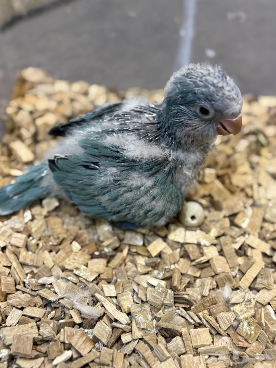 Quaker Chick Ghur (( Sold at the required limit ))64435299478786111