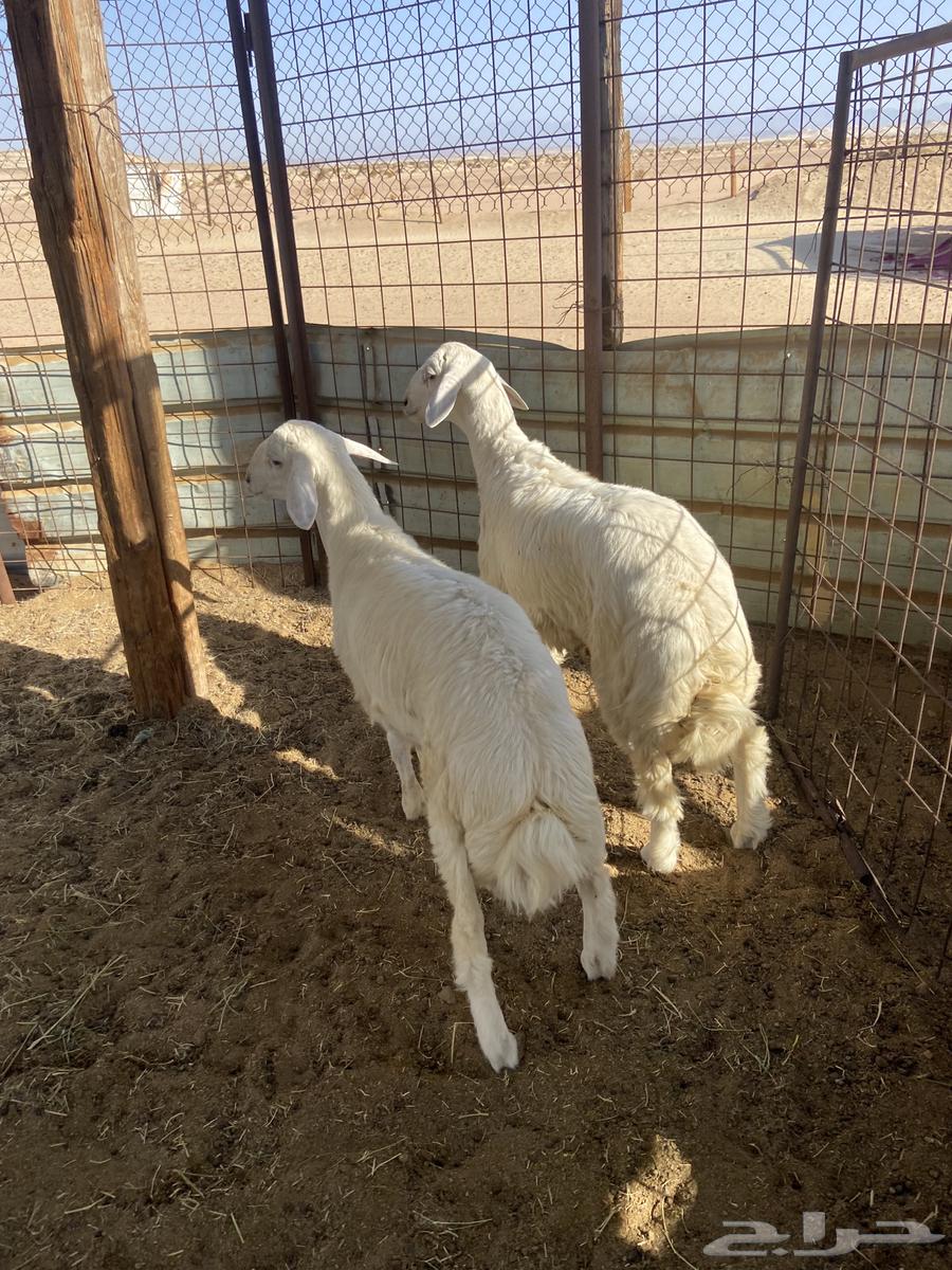 Lambs and goats for slaughter, refrigerated, with slaughtering and delivery.64445160633219111