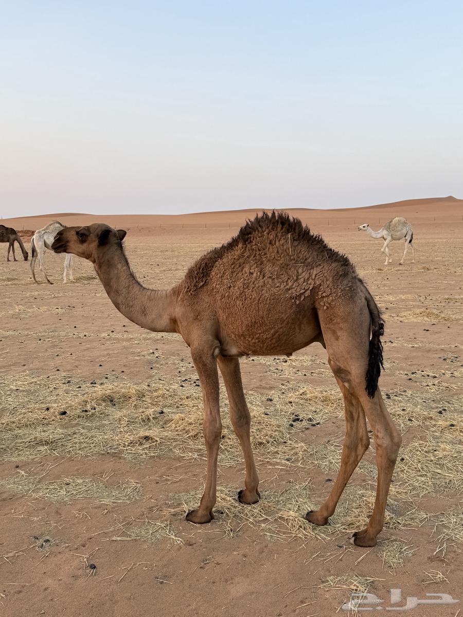 Filling for sale64440628963073111