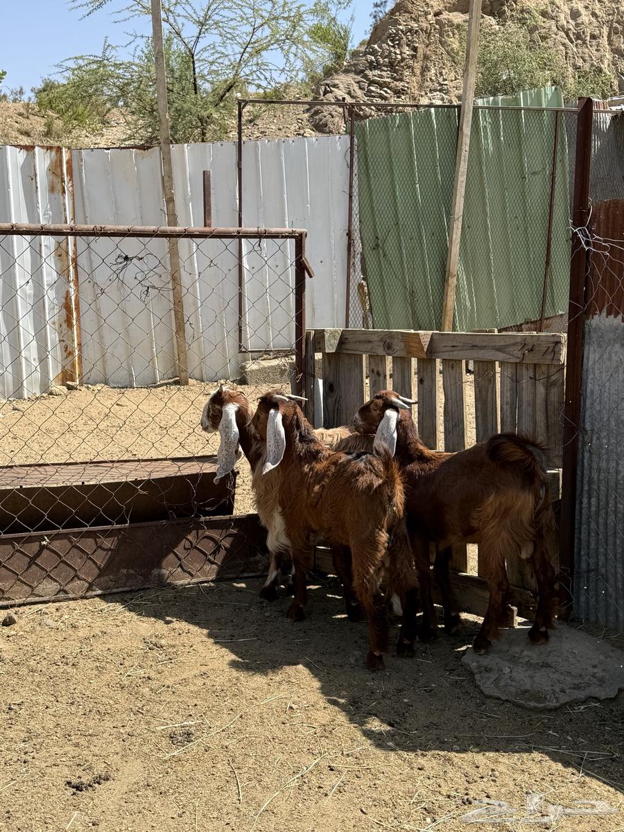 تيوس عوارض سمان ذبياح ( تم البيع خارج الموقع)64437247843074110