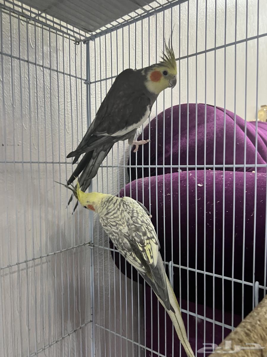 كروان للبيع64438525131393111