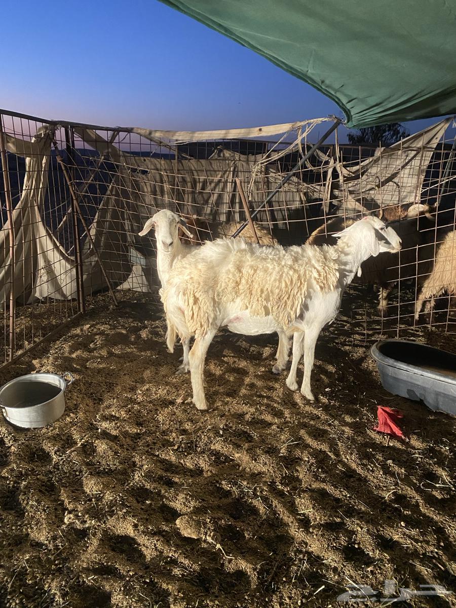 شياه حريات صنف حيل64439815999362110