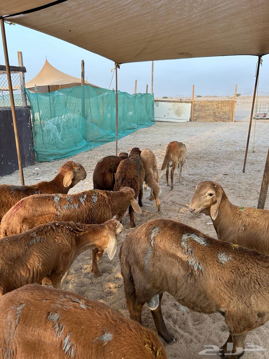 سواكن حمري للبيع جمله وتفريد64440955034753110