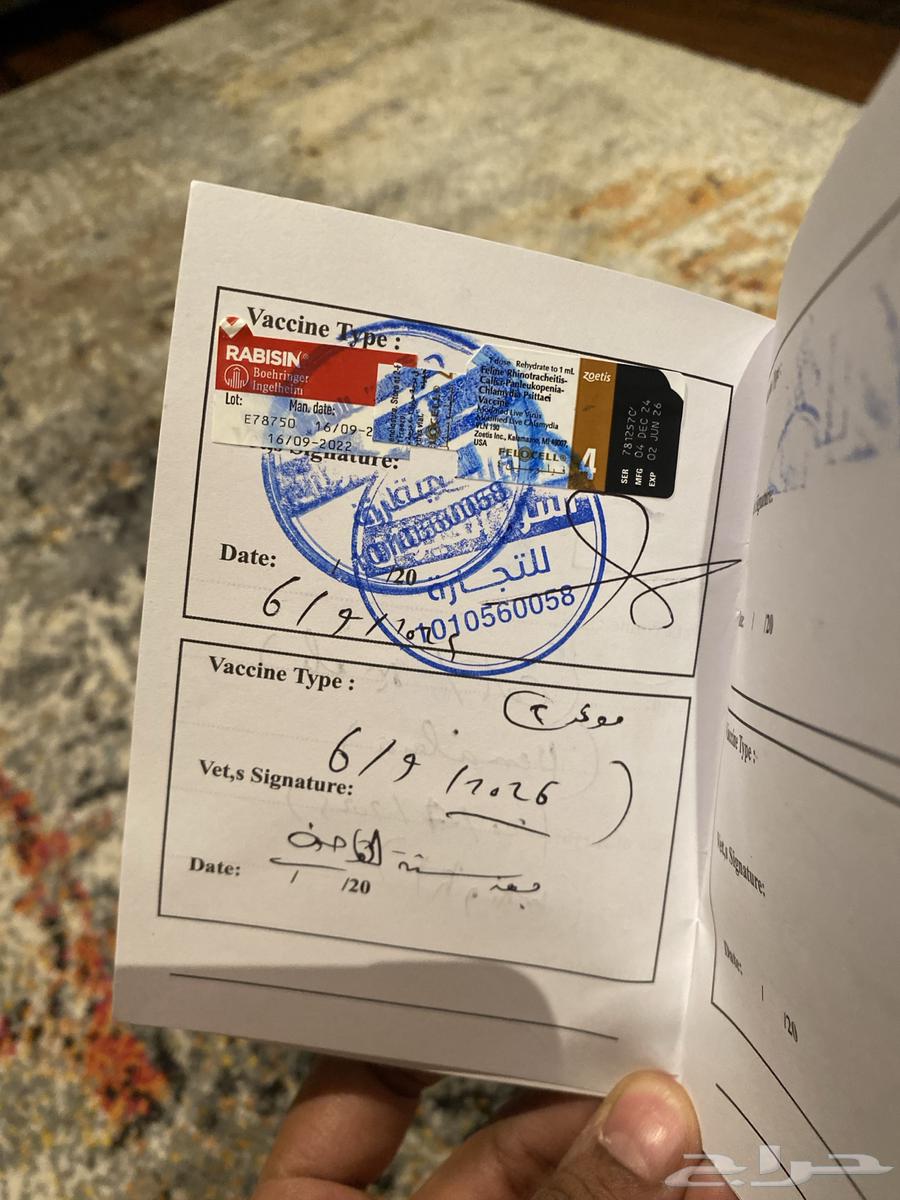 Himalayan Kitten for Sale64441567489667111