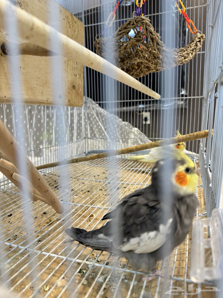 Crown Pair64440465250945111