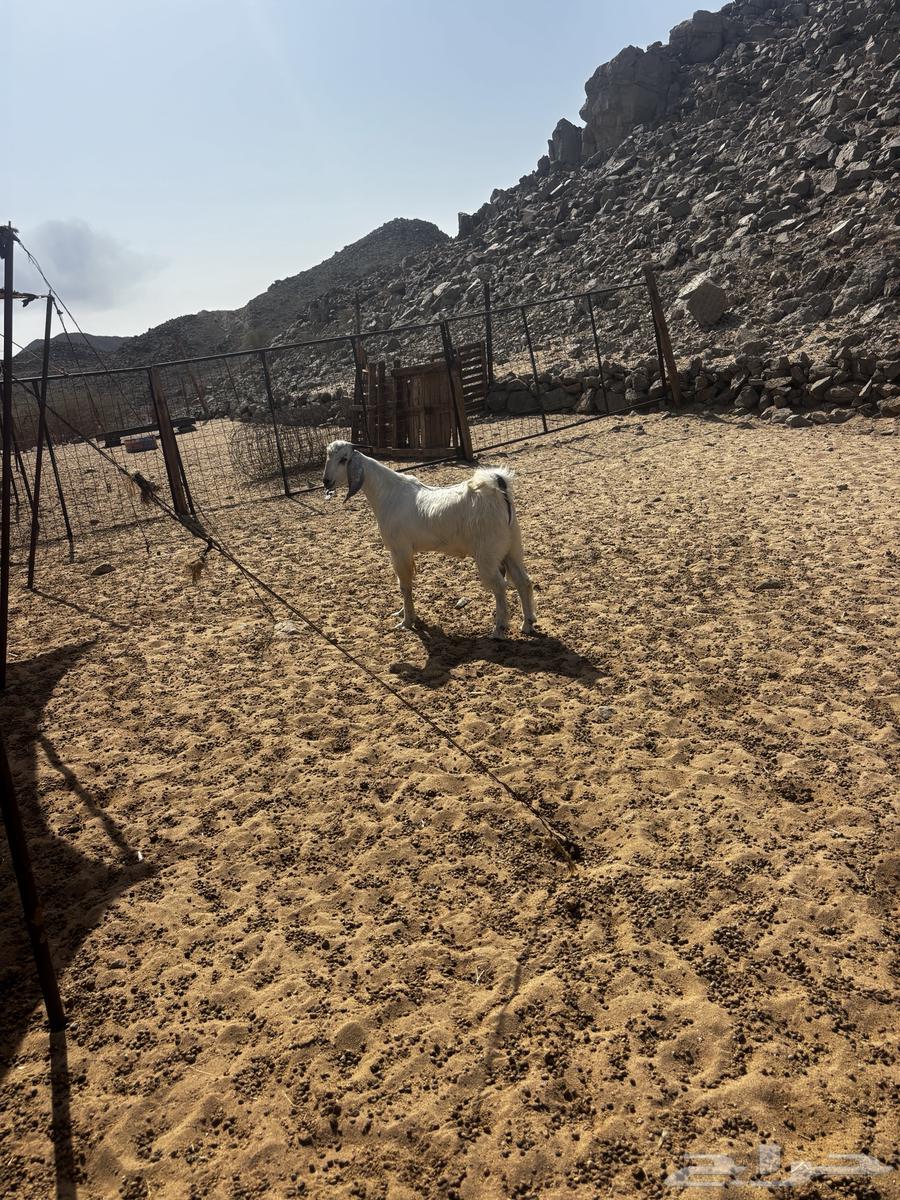 Al-Shamisi Al-Khawajat Road64440205754114110