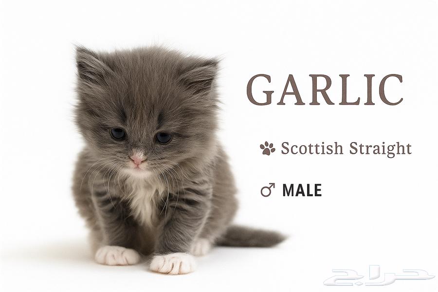 Sold64441226478467110