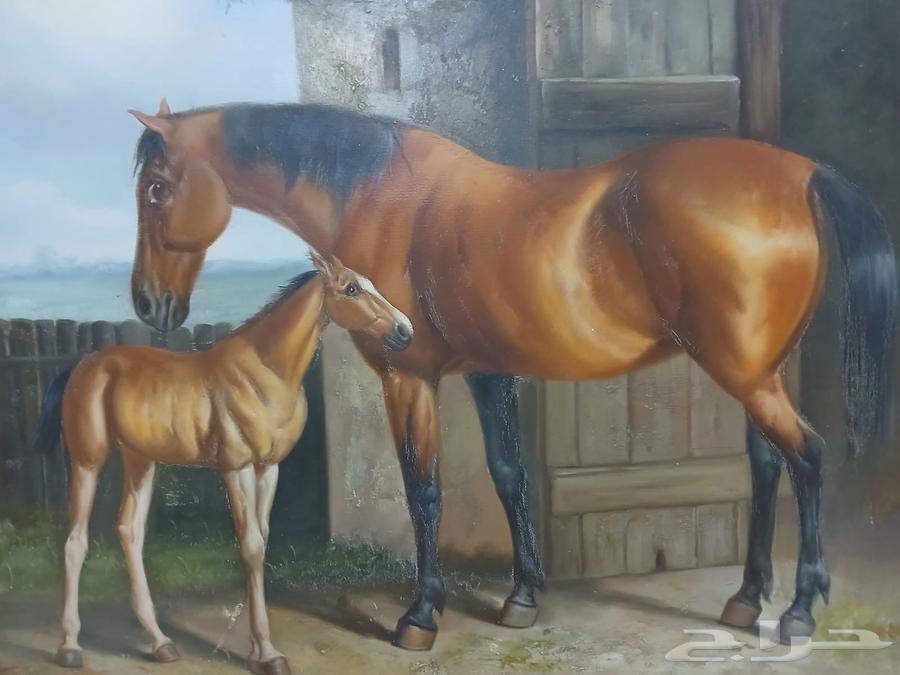 اثاث غرفتين وصالتين ولوحات للبيع بسعر مغري64437840681730112