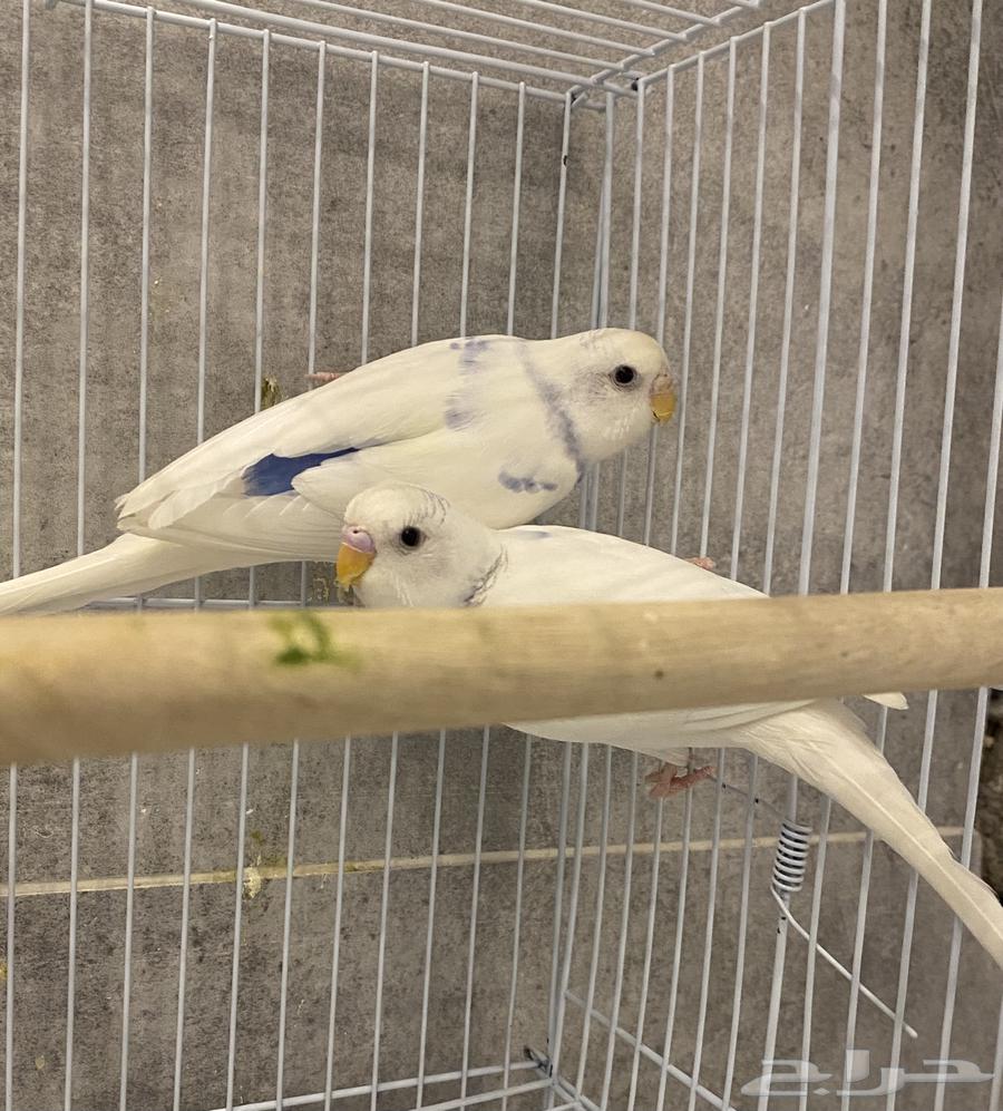 للبيع زوج بادجي سنقل سبنقل بندر فاكتور جاهز للانتاج64434510888195113