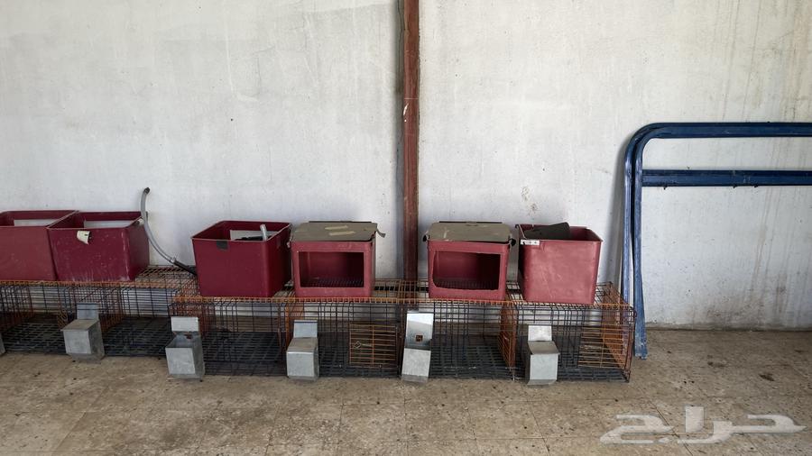 بطاريات ارانب للبيع لا يجي الا الصامل التواصل واتس64436494347906112