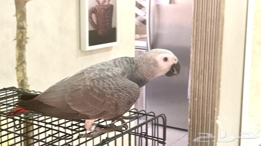 كاسكو هدد نشبه نشبه64435285922947112