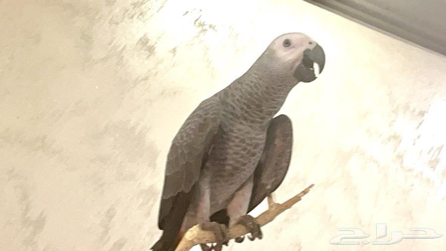 كاسكو هدد نشبه نشبه64435285922947110