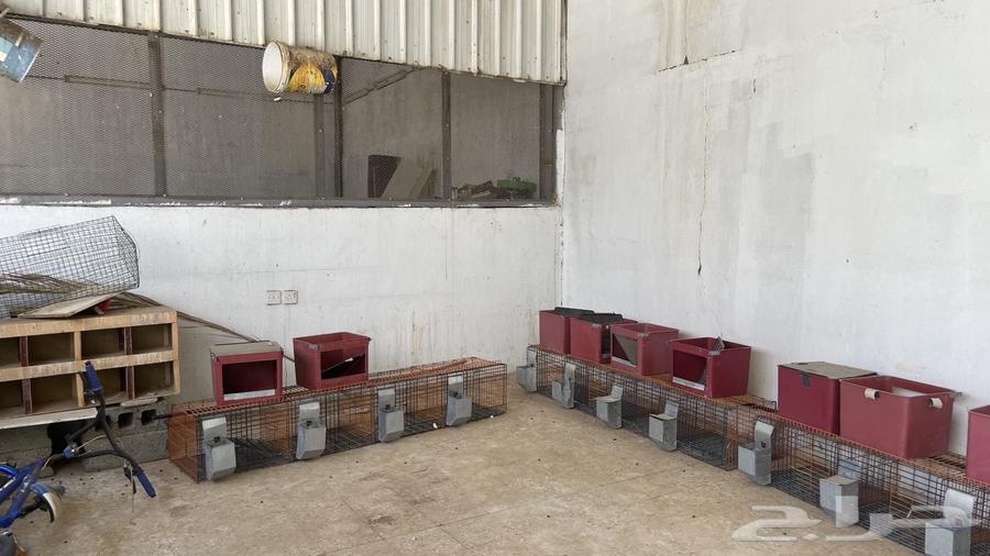 بطاريات ارانب للبيع لا يجي الا الصامل التواصل واتس64436494347906110