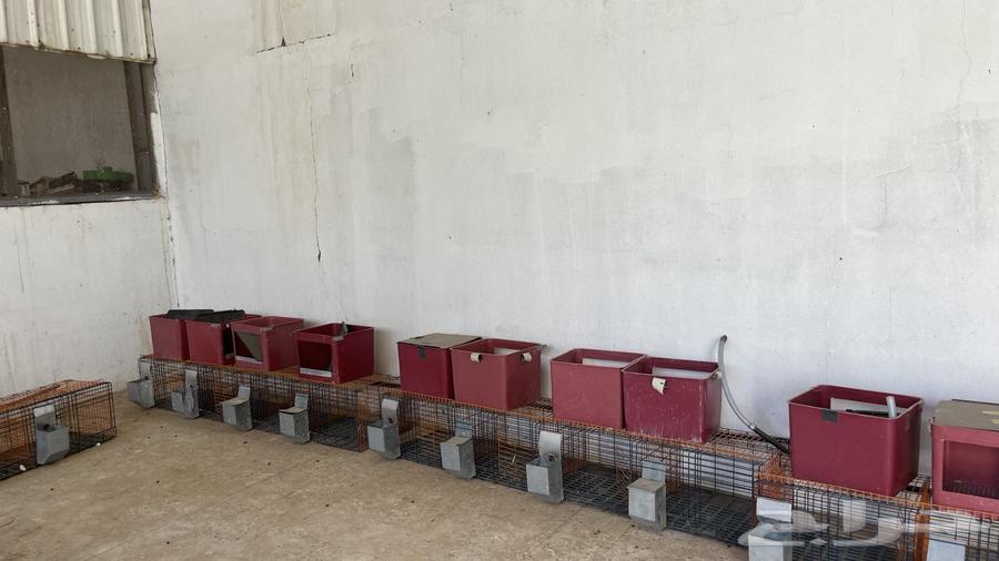 بطاريات ارانب للبيع لا يجي الا الصامل التواصل واتس64436494347906111