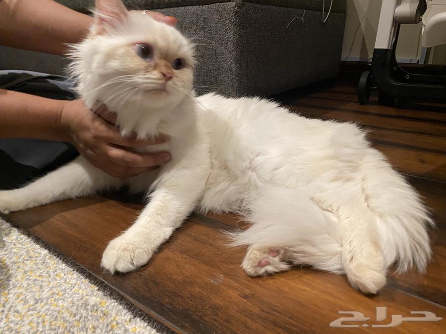 Himalayan Kitten for Sale64441567489667113