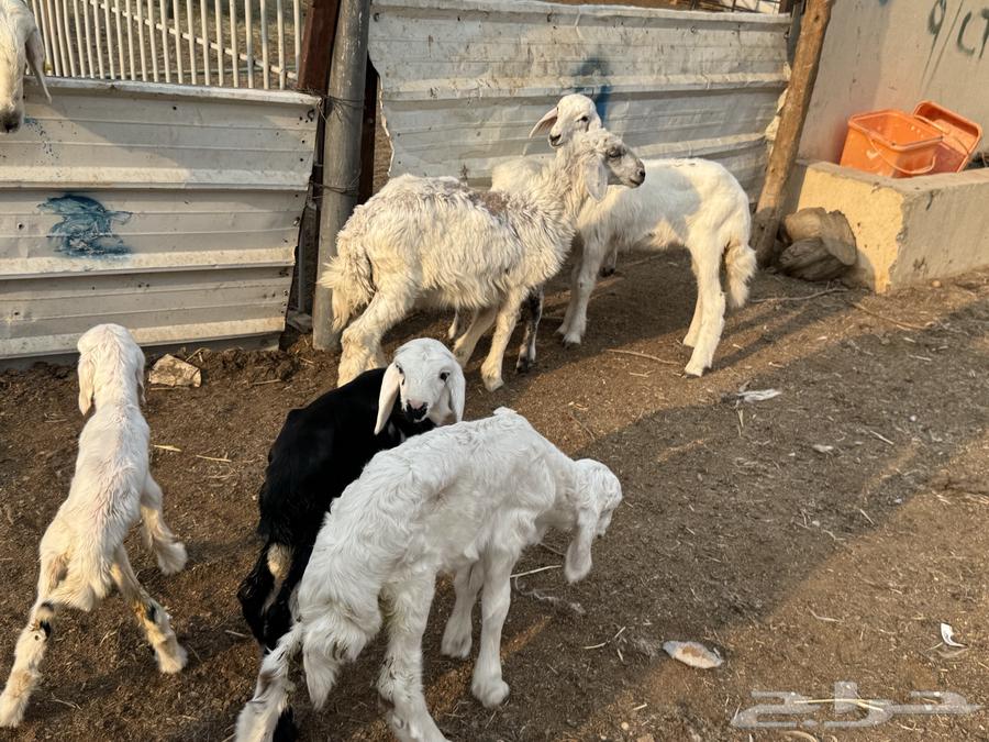 Dawagir64440329068803112