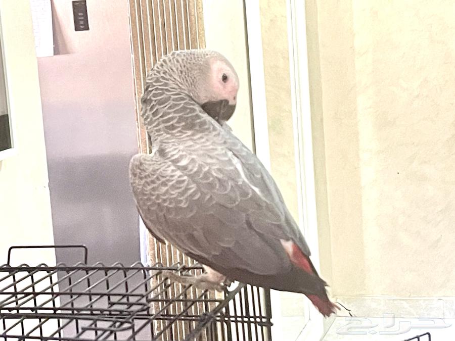 كاسكو هدد نشبه نشبه64435285922947113