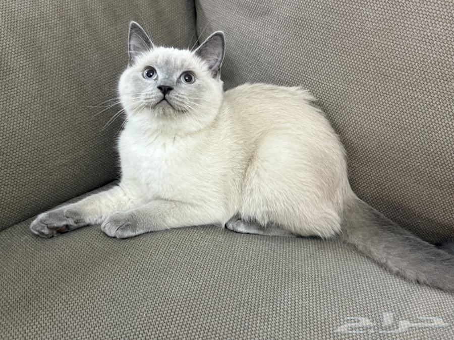 كتن للبيع64437625446274113