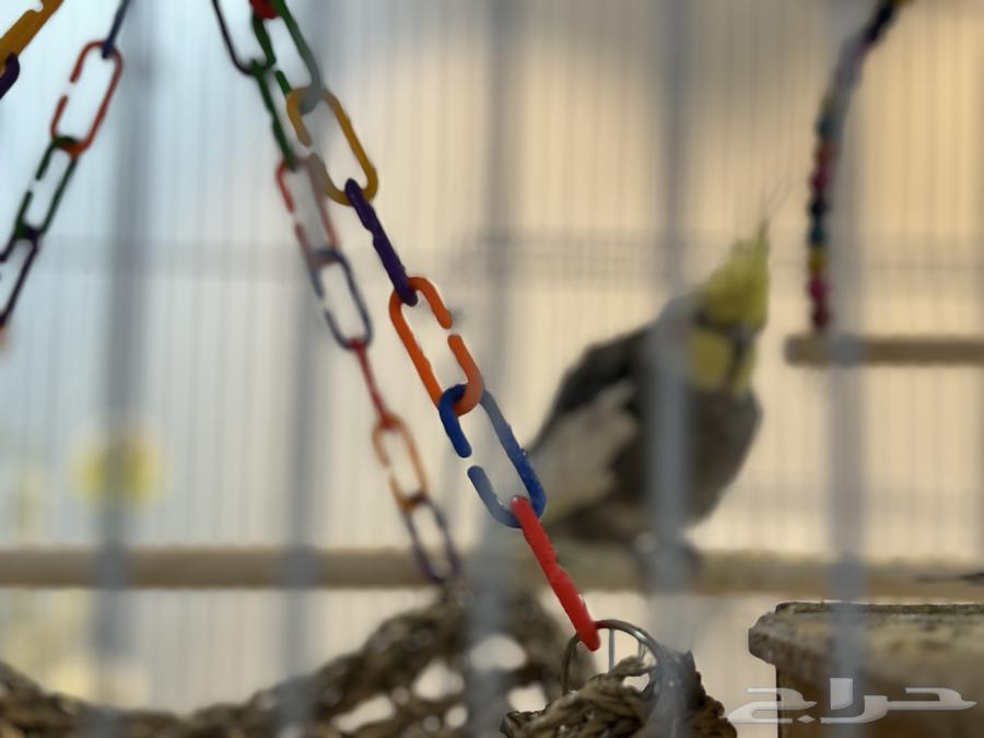 طيور كروان64440151025922112