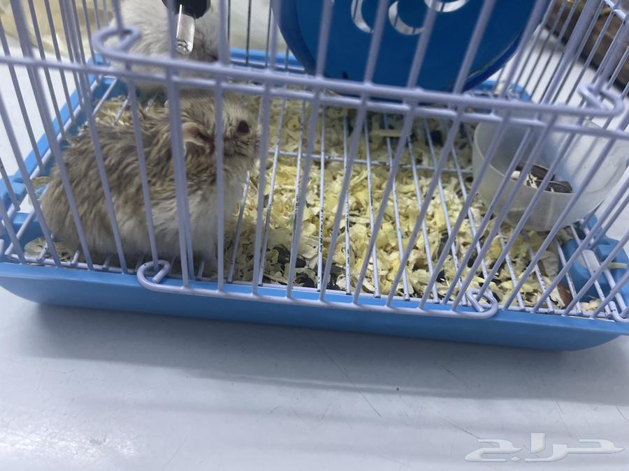 2 brown and white hamsters with their cage or their food for sale for 10064441979748611110