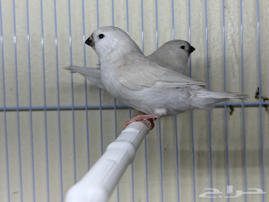 جوز زيبرا مكس انقليزي معه فراخته ( تم البيع )64440029293187110